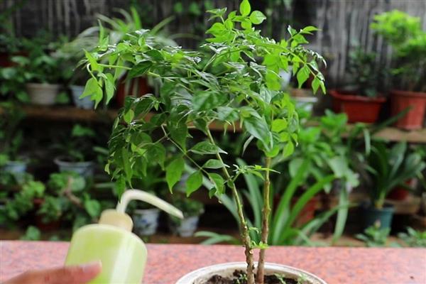 幸福树怎样养才好，喜欢温暖湿润环境