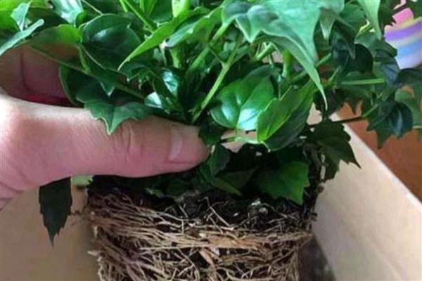 幸福树怎样养才好，喜欢温暖湿润环境