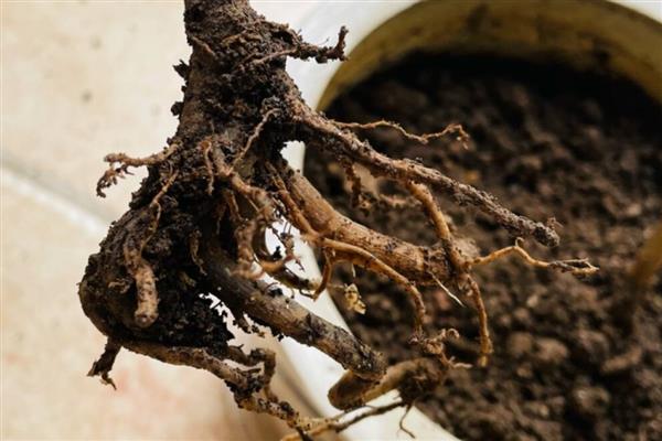 幸福树怎样养才好，喜欢温暖湿润环境