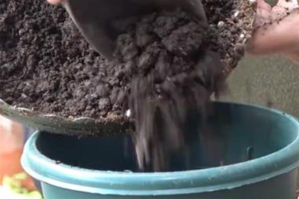 幸福树怎样养才好，喜欢温暖湿润环境