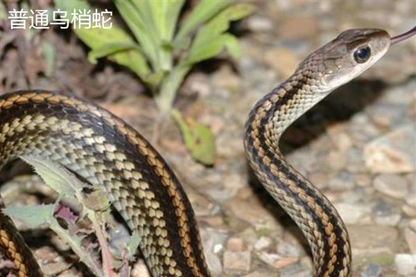 乌梢蛇喜欢吃哪些食物，主食蛙类也吃泥鳅、蜥蜴等动物
