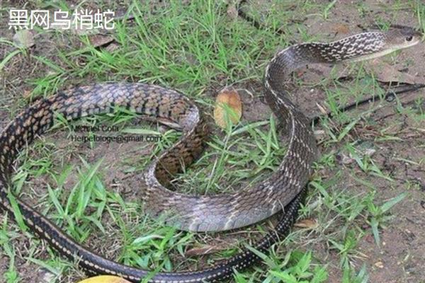 乌梢蛇喜欢吃哪些食物，主食蛙类也吃泥鳅、蜥蜴等动物