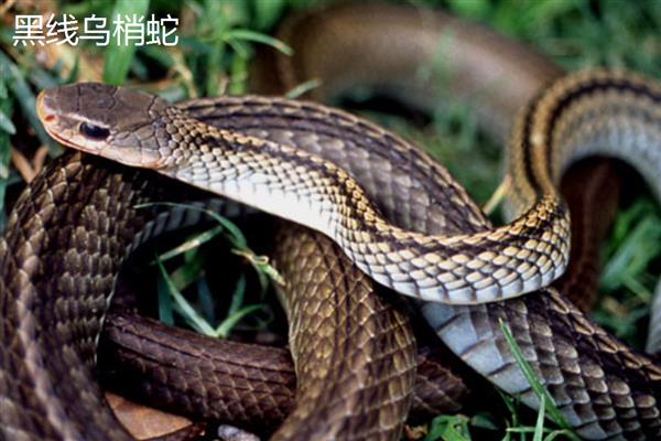 乌梢蛇喜欢吃哪些食物，主食蛙类也吃泥鳅、蜥蜴等动物