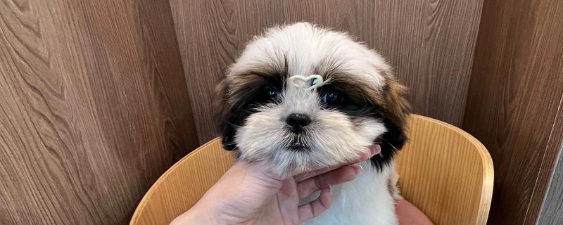 西施犬的食物，饲喂犬粮、蛋白质食物等种类