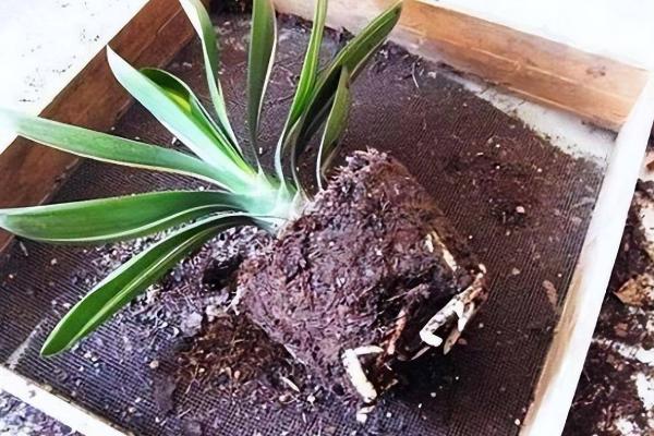 君子兰冬天能换盆吗，可以在冬天换盆但不建议