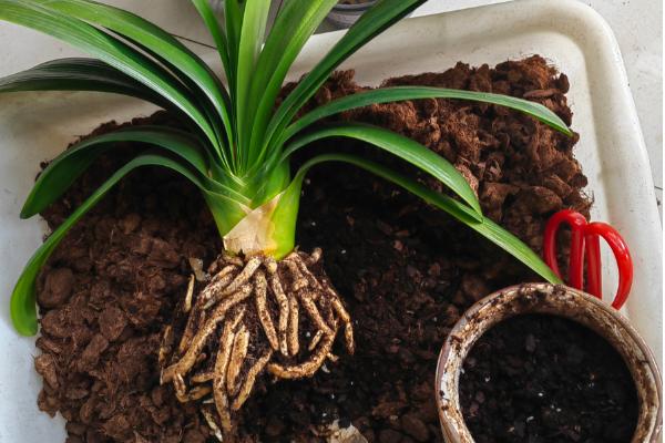 君子兰冬天能换盆吗，可以在冬天换盆但不建议