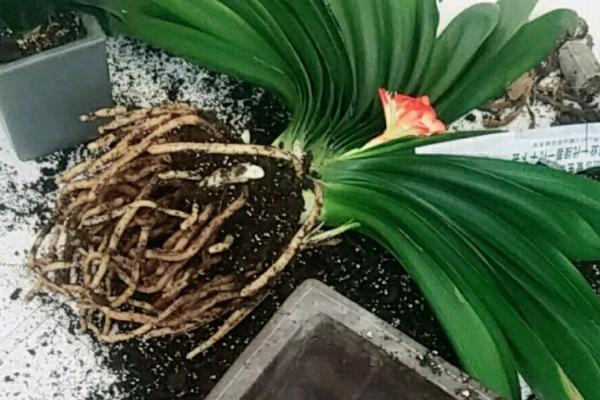 君子兰冬天能换盆吗，可以在冬天换盆但不建议