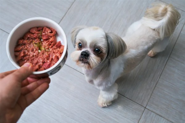 西施犬的食物，饲喂犬粮、蛋白质食物等种类