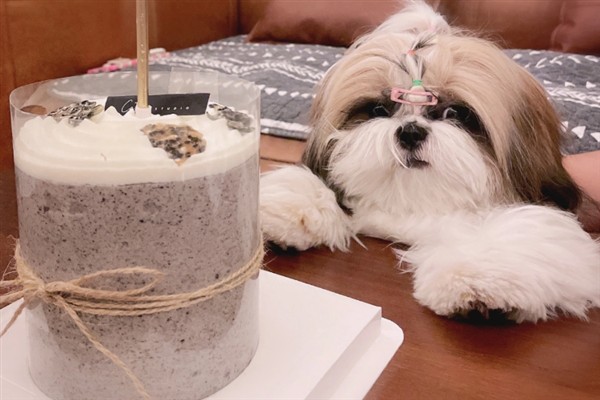 西施犬的食物，饲喂犬粮、蛋白质食物等种类