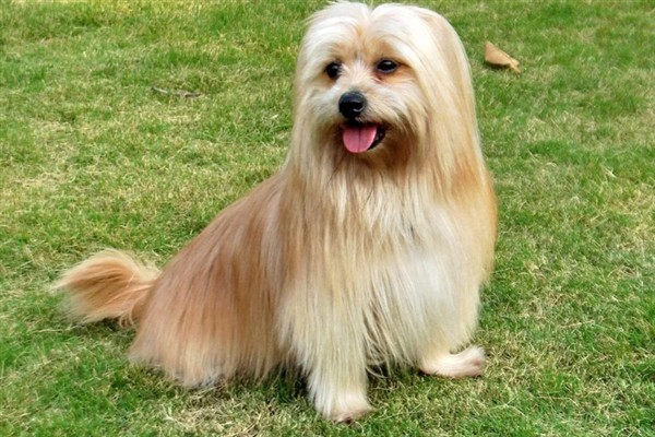 西施犬的食物，饲喂犬粮、蛋白质食物等种类