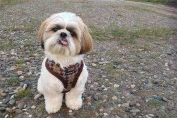 西施犬的食物，饲喂犬粮、蛋白质食物等种类