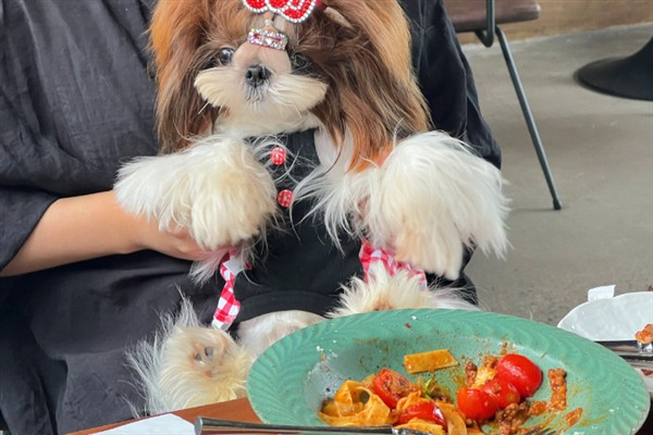 西施犬的食物，饲喂犬粮、蛋白质食物等种类