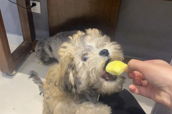 西施犬的食物，饲喂犬粮、蛋白质食物等种类