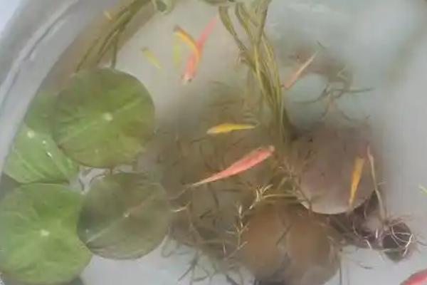 水养睡莲可以养多长时间，通常可存活半年