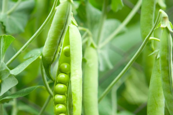 豌豆发芽了能不能吃，可以食用而且某些营养成分还会增加