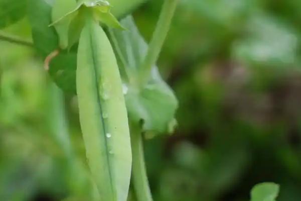 豌豆发芽了能不能吃，可以食用而且某些营养成分还会增加