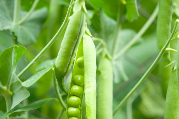 豌豆发芽了能不能吃，可以食用而且某些营养成分还会增加