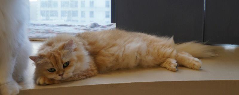 猫咪为什么会挑食，可能是吃了太多零食、食物种类单一等因素所致