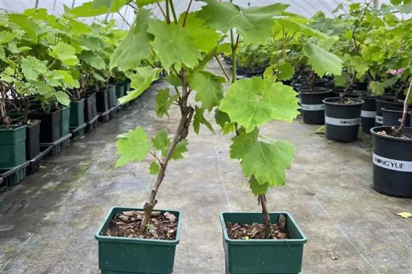 怎么种植葡萄，生长盛期每天浇一次水
