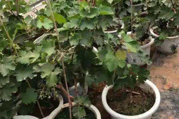 怎么种植葡萄，生长盛期每天浇一次水