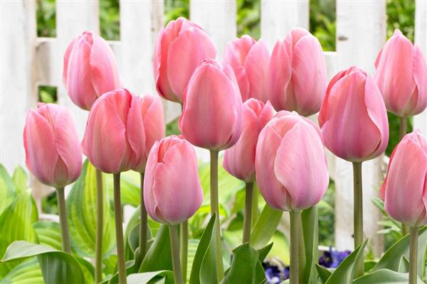 郁金香的种类，按花型划分可分为杯型、碗型、球型和百合型