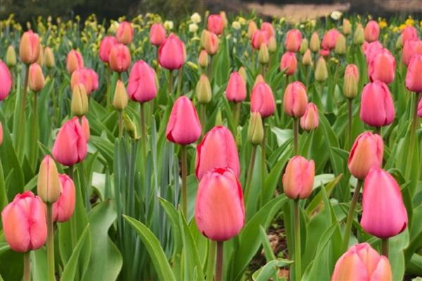 郁金香的种类，按花型划分可分为杯型、碗型、球型和百合型