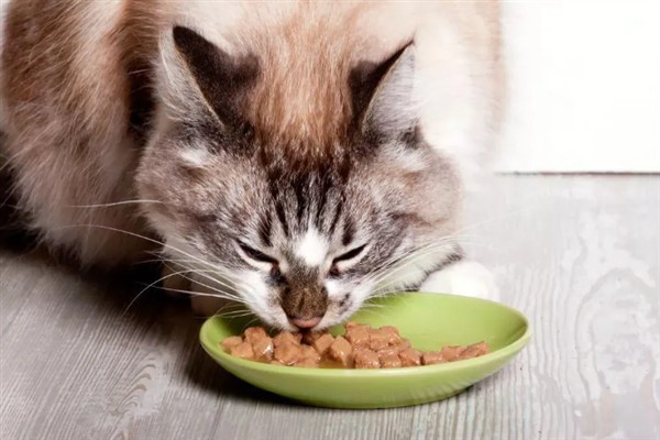 猫咪为什么会挑食，可能是吃了太多零食、食物种类单一等因素所致