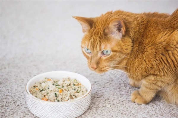 猫咪为什么会挑食，可能是吃了太多零食、食物种类单一等因素所致
