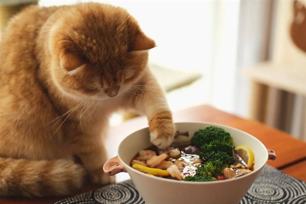 猫咪为什么会挑食，可能是吃了太多零食、食物种类单一等因素所致