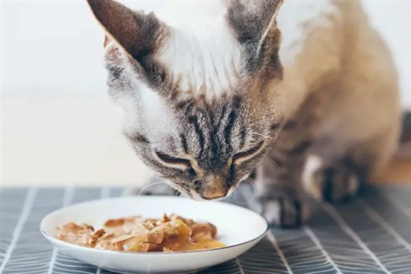 猫咪为什么会挑食，可能是吃了太多零食、食物种类单一等因素所致