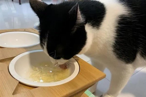猫咪为什么会挑食，可能是吃了太多零食、食物种类单一等因素所致