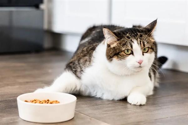 猫咪为什么会挑食，可能是吃了太多零食、食物种类单一等因素所致