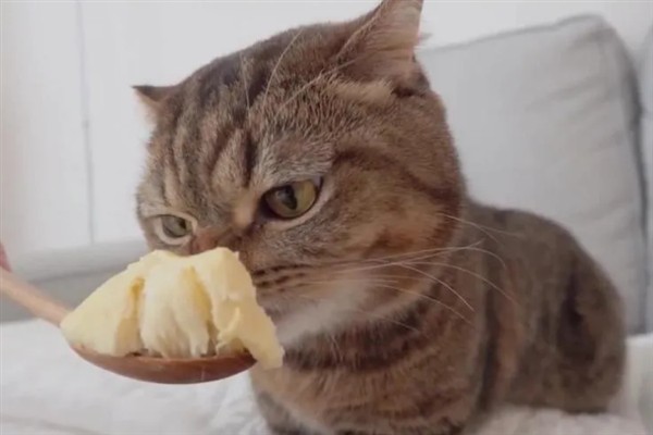 猫咪为什么会挑食，可能是吃了太多零食、食物种类单一等因素所致