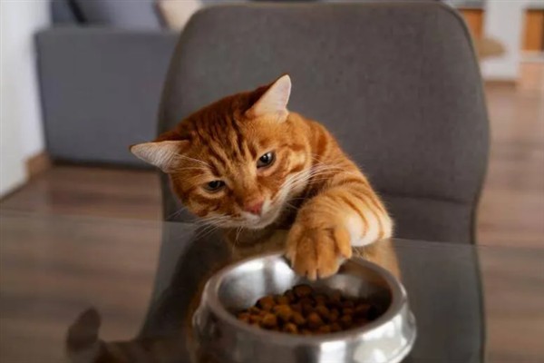 猫咪为什么会挑食，可能是吃了太多零食、食物种类单一等因素所致