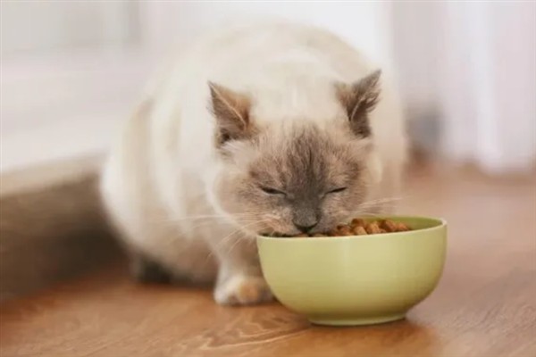 猫咪为什么会挑食，可能是吃了太多零食、食物种类单一等因素所致