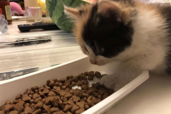 猫咪为什么会挑食，可能是吃了太多零食、食物种类单一等因素所致