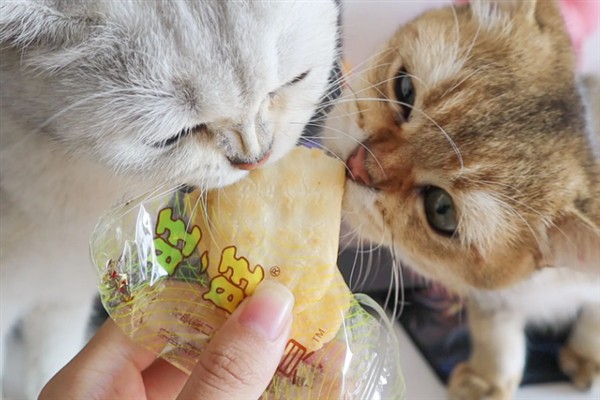 猫咪为什么会挑食，可能是吃了太多零食、食物种类单一等因素所致