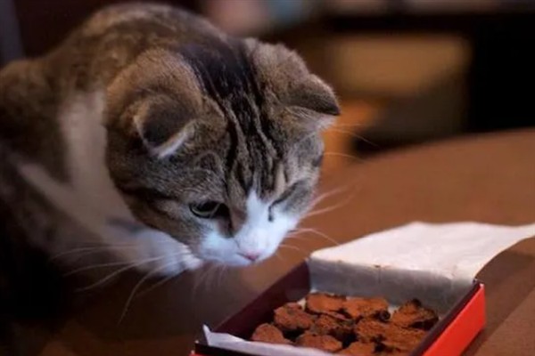 猫咪为什么会挑食，可能是吃了太多零食、食物种类单一等因素所致