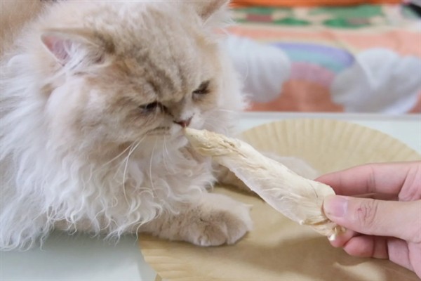 猫咪为什么会挑食，可能是吃了太多零食、食物种类单一等因素所致