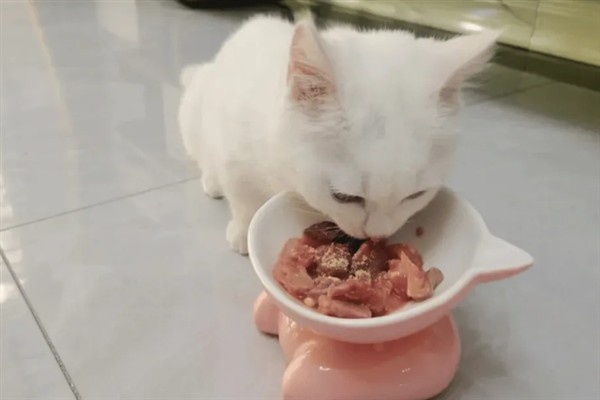 猫咪为什么会挑食，可能是吃了太多零食、食物种类单一等因素所致
