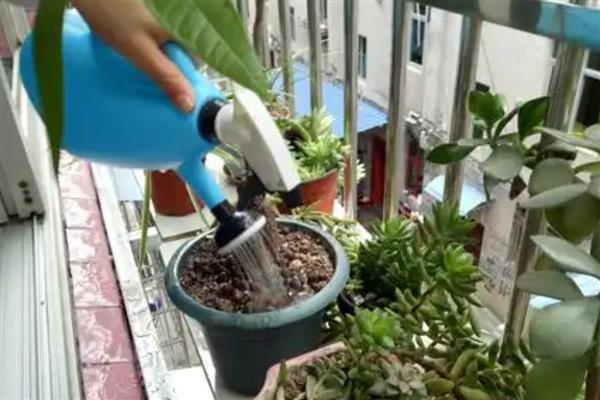桔子皮泡水浇花有什么作用，可增加土壤酸性、为花卉补充养分