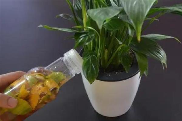 桔子皮泡水浇花有什么作用，可增加土壤酸性、为花卉补充养分