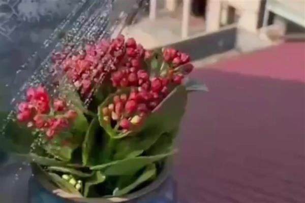 桔子皮泡水浇花有什么作用，可增加土壤酸性、为花卉补充养分