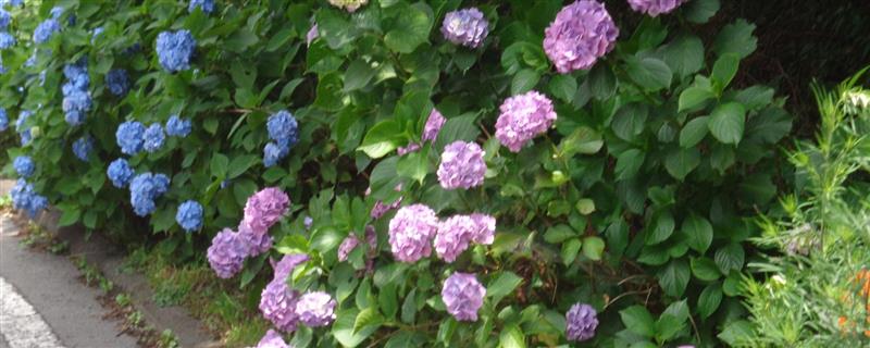 八仙花四季管理技巧，夏秋季盆土需常保湿润