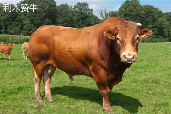 肉牛需要多长时间才能出栏，一般需要达到1-1.5岁