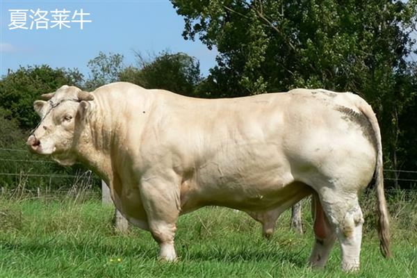 肉牛需要多长时间才能出栏，一般需要达到1-1.5岁