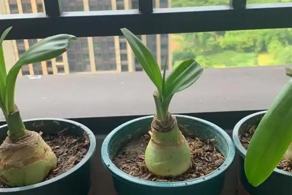 怎么种植朱顶红的种球，出苗前放在半阴通风处养护
