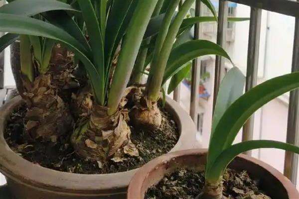怎么种植朱顶红的种球，出苗前放在半阴通风处养护