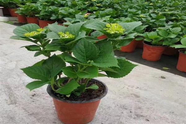 八仙花四季管理技巧，夏秋季盆土需常保湿润