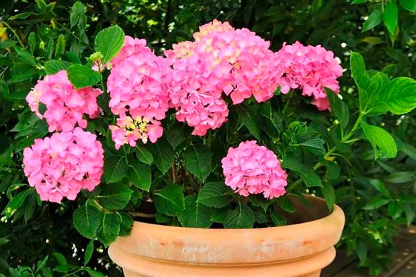 八仙花四季管理技巧，夏秋季盆土需常保湿润